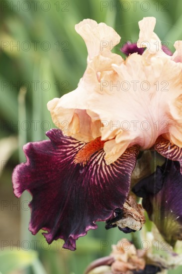 Beautiful multicolored iris flower bloom in the garden. Close up, fragility and summer concept