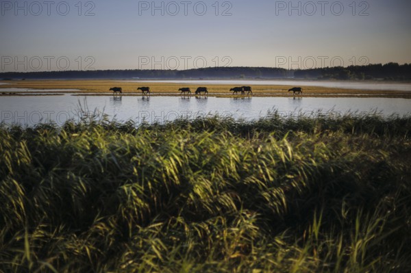 Young bulls run across a flooded pasture near Born am Darß shortly after sunrise. Born, 06.08.2024