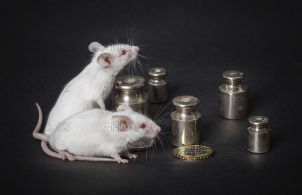 Two small white laboratory mice with weights and coins on a gray background. the concept of economic activity