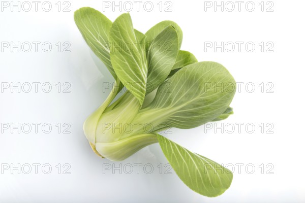 Fresh green bok choy or pac choi chinese cabbage isolated white background. Side view, close up