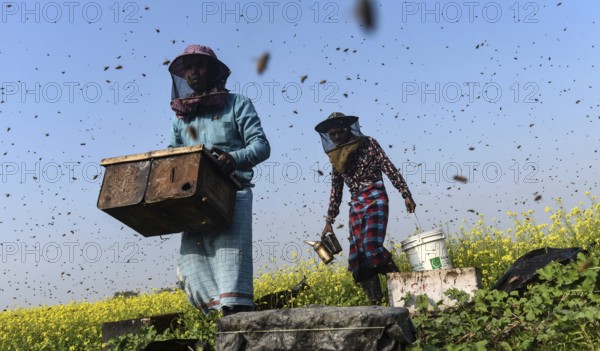 Bee keepers working in a bee farm near a masturd field in a village in Barpeta district of Assam in India on Wednesday 22 December 2021. The beekeeping business is one of the most profitable businesses in India. India has more than 3.5 million bee colonies. Indian apiculture market size is expected to reach a value of Rs 33, 128 million by 2024