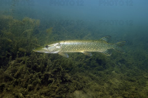 Pike (Esox lucius) Predatory fish in the lake lurking over aquatic plants (Elodea) for prey, Germany, Europe