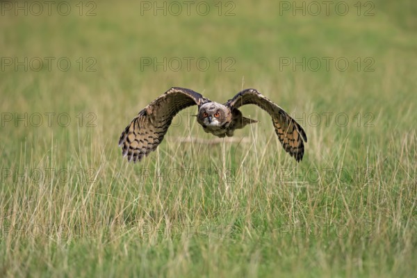 Eurasian Eagle-owl (Bubo bubo), adult flying, Germany, Europe