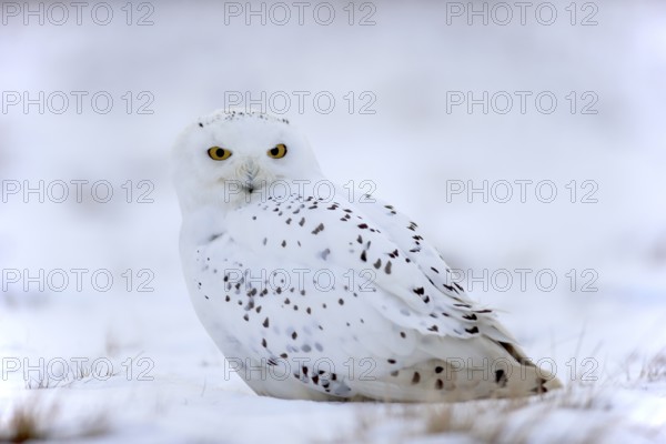 Snowy Owl, Snowy Owl (Nyctea scandiaca), adult resting in the snow, in winter, snow, Zdarske Vrchy, Bohemian-Moravian Highlands, Czech Republic, Europe