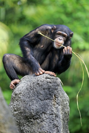 Chimpanzee (Pan troglodytes troglodytes), adult female, used, tool, eating termite mounds