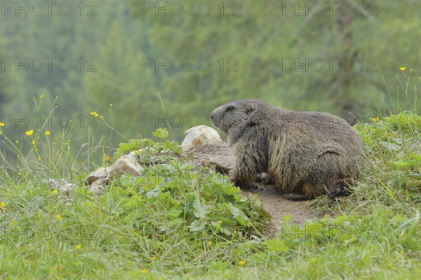 Alpine marmot (Marmota marmota), in front of the burrow on a mountain pasture, Großglockner, Austria, Europe