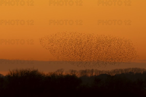 Common starling (Sturnus vulgaris) adult birds flying in a large flock as a murmuration at sunset, Suffolk, England, United Kingdom, Europe