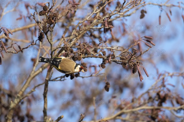 European goldfinch (Carduelis carduelis) adult bird in an Alder tree, Suffolk, England, United Kingdom, Europe