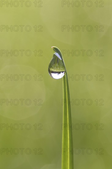 Close-up of dewdrop hanging from blade of grass, grass halm in grassland, meadow