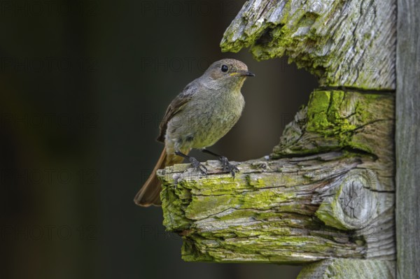 Black redstart (Phoenicurus ochruros gibraltariensis) female, first calendar year male perched on weathered wooden beam of barn, shed in spring