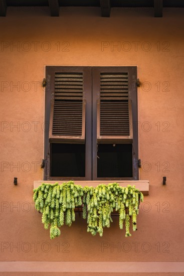 Window with hops for drying, Italy, Europe