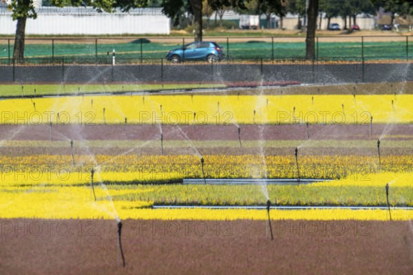 Horticultural business, irrigation with a sprinkler system, outdoors, plants grow here to be sold in flower shops, supermarkets, DIY stores, garden centres, North Rhine-Westphalia, Germany, Europe