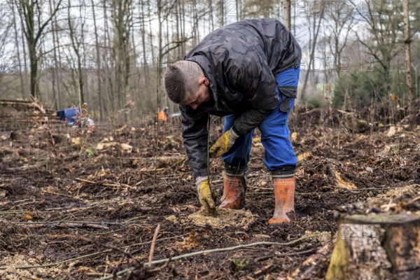 Reforestation in the Arnsberg Forest near Rüthen-Nettelstädt, Soest district, forestry workers plant young oak trees, 2 years old, in previously drilled holes, on the site of a spruce forest that had died and been felled due to heavy bark beetle infestation, North Rhine-Westphalia, Germany, Europe