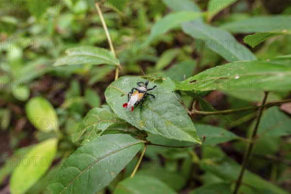 Apiomerus vexillarius, Bee-killer beetle, Corcovado National Park, Osa Peninsula, Puntarena Province, Costa Rica, Central America