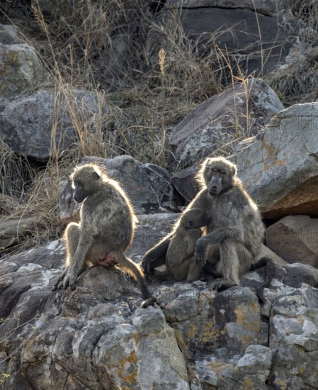 Chacma baboons (Papio ursinus), mother suckling young, sitting on stones, Kruger National Park, South Africa, Africa