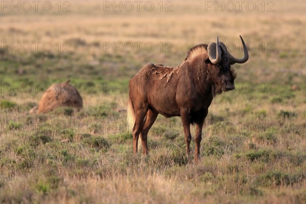 White-tailed wildebeest (Connochaetes gnou), adult, alert, Mountain Zebra National Park, Eastern Cape, South Africa, Africa