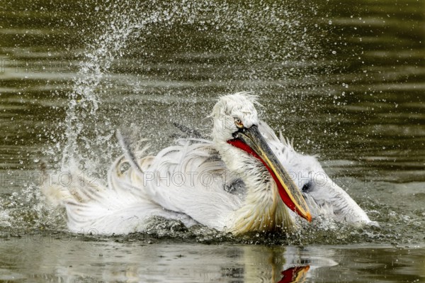 Dalmatian pelican (Pelecanus crispus), bathing, France, Europe