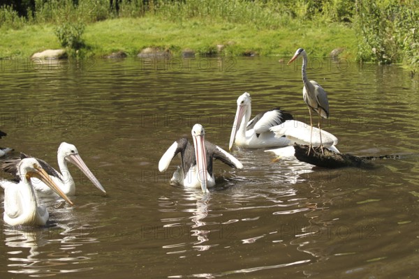 Grey heron (Ardea cinerea) between australian pelicans (Pelecanus conspicillatus) Vogelpark Walsrode, Lower Saxony, Germany, Europe