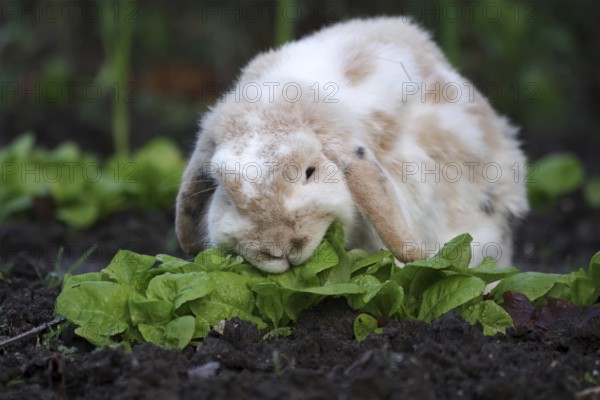 Domestic rabbit (Oryctolagus cuniculus forma domestica), ram rabbit, lettuce, eating, The rabbit with floppy ears savours the winter lettuce grown in the garden