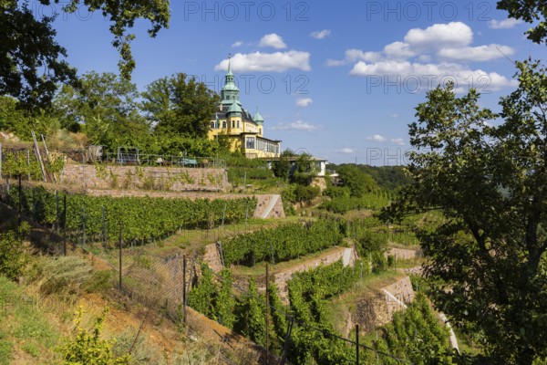 Weingut am Goldenen Wagen. The Spitzhaus is a former summer residence in the Saxon town of Radebeul. The building, which can be seen from afar, is located on the edge of the slope of the Elbe valley basin above Hoflößnitz in the Oberlößnitz district. Even after its renovation and reopening in 1997, the heritage-protected (1) landmark of Radebeul at Spitzhausstraße 36 still serves as an excursion restaurant with a sweeping view over the Elbe valley and as far as Dresden, vineyards in Radebeul, Radebeul, Saxony, Germany, Europe