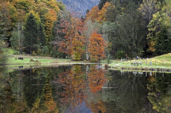 Moor, moor pond, water reflection, autumn colours, autumn coloured trees, Oberstdorf, Oberallgäu, Allgäu, Bavaria, Germany, Europe