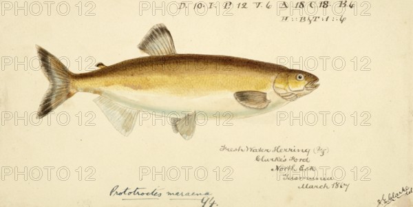 Australian grayling, Prototroctes maraena, Australian grayling, fish, reproduction of an original, by Frank Edward Clarke (b. 1849, d. 1899), ichthyologist and scientific draughtsman