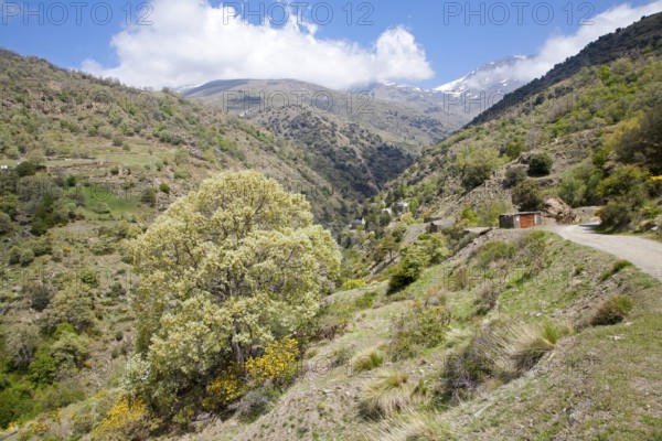 Landscape of the River Rio Poqueira gorge valley, High Alpujarras, Sierra Nevada, Granada Province, Spain, Europe