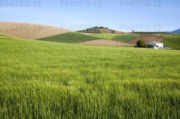 Rolling arable fields green barley crop near Alhama de Granada, Spain, Europe