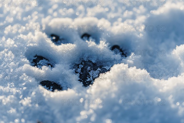 Close up of dog's paw print in snow. Generative Ai, AI generated