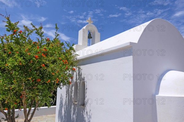 Small chapel with pomegranate (Punica granatum), Paros, Cyclades island, Greece, Europe