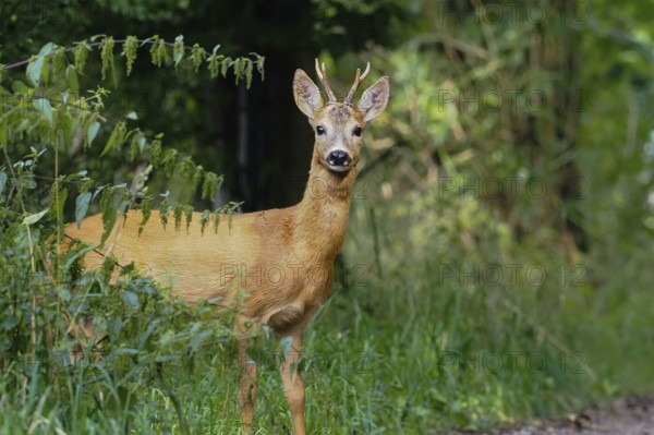 A european roe deer (Capreolus capreolus) stands on a path in the forest and looks curiously, Hesse, Germany, Europe