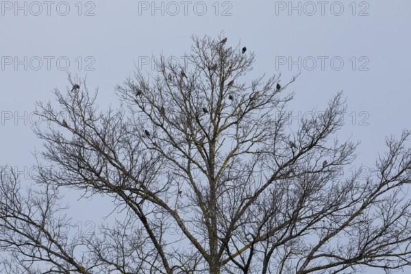 Starlings gather in treetops at dusk, Switzerland, Europe