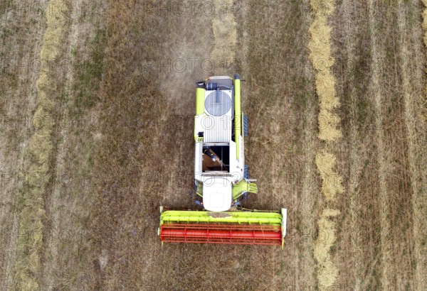 Aerial view of combine harvester harvesting grain on an organic farm, Müncheberg, 28/07/2020