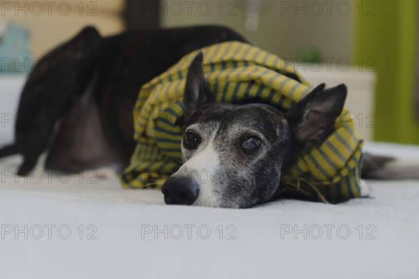 Portrait of a greyhound wearing a green scarf, lying on the bed and staring directly at the camera