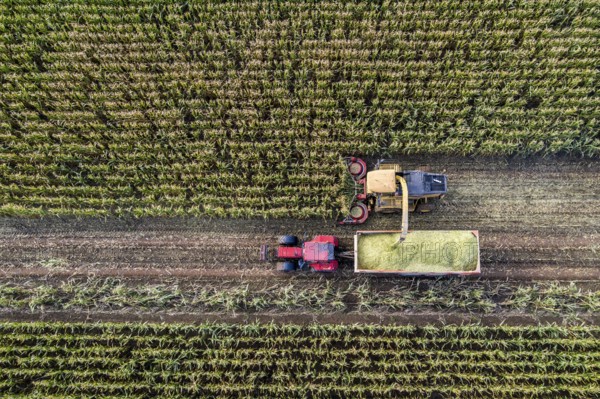 Maize harvest, combine harvester, chopper works its way through a maize field, the silage is pumped directly into a trailer, serves as cattle feed, Lower Rhine, Rees, North Rhine-Westphalia, Germany, Europe