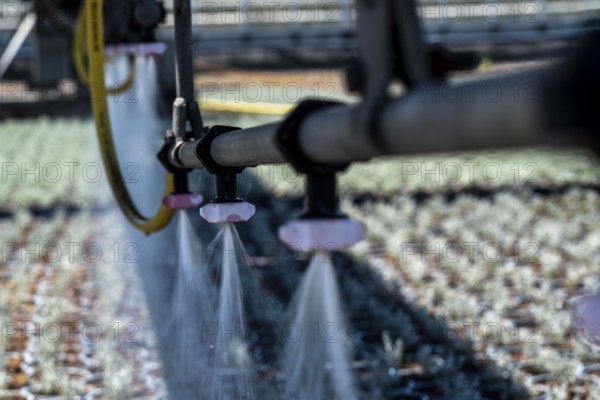 Horticultural business, irrigation with a sprinkler system, mobile on wheels in the open air, various types of potted plants grow here to be sold in flower shops, supermarkets, DIY stores, garden centres, North Rhine-Westphalia, Germany, Europe