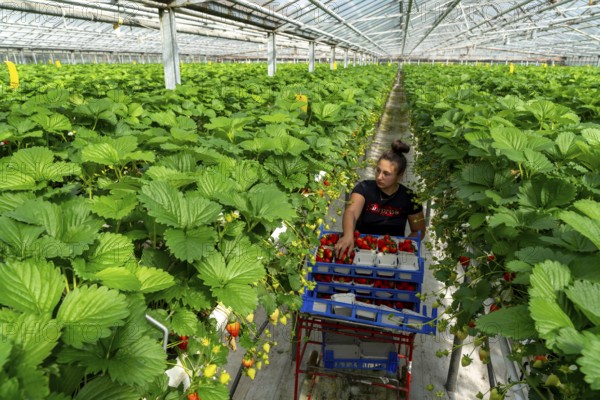 Harvesting strawberries, harvest helper, strawberry cultivation in the greenhouse, young strawberry plants grow up, in different stages of ripeness are watered individually by drip irrigation and supplied with nutrients, they grow in a substrate culture in raised beds, near Dormagen, Rhineland, North Rhine-Westphalia, Germany, Europe