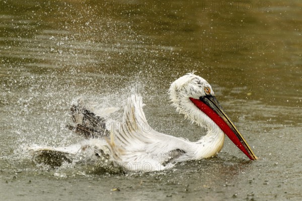 Dalmatian pelican (Pelecanus crispus), bathing, France, Europe