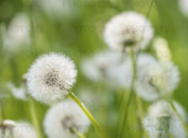 Dandelions with blurred green background, common dandelion (Taraxacum ruderalia) on a green meadow, seed head with seeds on flying umbrella (Pappus), umbrella flyer, macro shot, close-up, soft focus on the seeds, spring, spring, summer, Allertal, Lower Saxony, Germany, Europe