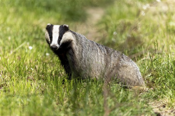 A badger sits attentively on a green area, european badger (Meles meles), Germany, Europe