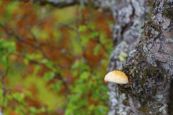 Mushroom growing on a tree, landscape, Natru photograph, Tynset, Innlandet, Norway, Europe