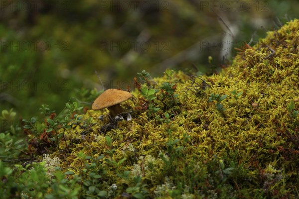 A mushroom between patches and moss, close-up, nature, nature photo, landscape, Innlandet, Norway, Europe