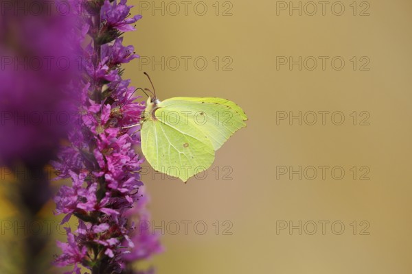 Brimstone (Gonepteryx rhamni) feeding on a flower of purple loosestrife (Lythrum salicaria), Wilnsdorf, North Rhine-Westphalia, Germany, Europe