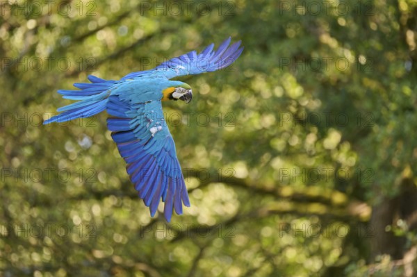 Blue and yellow macaw (Ara ararauna) in flight, captive, Lower Saxony, Germany, Europe