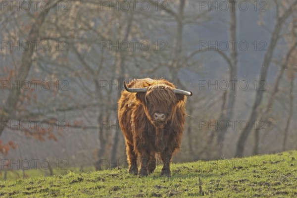 Scottish Highland Cattle, Kyloe, Balve, North Rhine-Westphalia, Germany, Europe