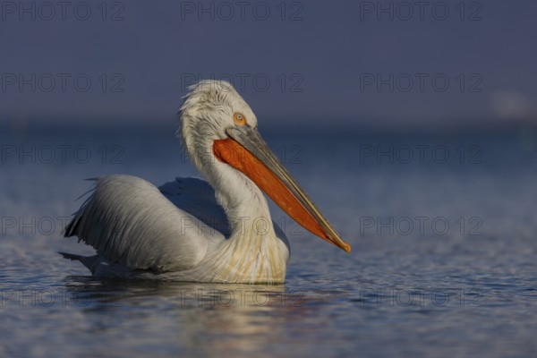 Dalmatian Pelican (Pelecanus crispus), swimming, orange throat pouch, Lake Kerkini, Greece, Europe