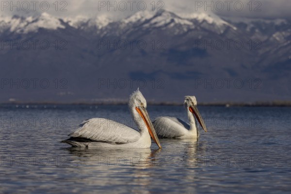 Dalmatian Pelican (Pelecanus crispus), swimming, 2 birds, snow-capped mountains in the background, magnificent plumage, Lake Kerkini, Greece, Europe