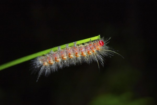 Hairy caterpillar on a stem, at night in the tropical rainforest, Refugio Nacional de Vida Silvestre Mixto Bosque Alegre, Alajuela province, Costa Rica, Central America