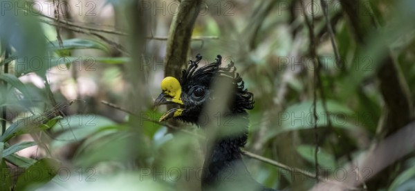 Tuberous-throated curassow (Crax rubra), adult male, animal portrait, in the rainforest, Corcovado National Park, Osa, Puntarena Province, Costa Rica, Central America