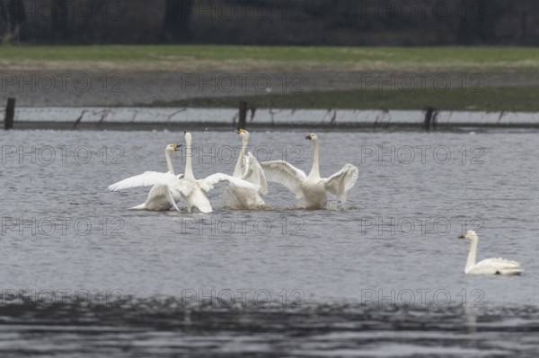 Tundra swans (Cygnus bewickii), fighting, Emsland, Lower Saxony, Germany, Europe